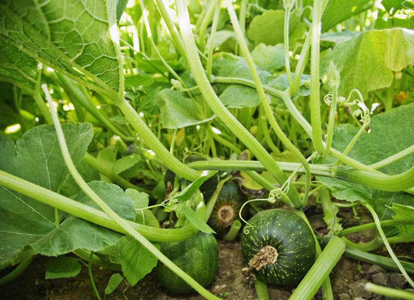 无人,农田,横图,俯视,室外,特写,白天,庄稼,农作物,美景,南瓜,蔬菜,叶子,新鲜,景观,金瓜,食品,绿叶,番瓜,食物,自然,嫩叶,景色,有机食品,绿色食品,麦瓜,倭瓜,自然风光,叶,叶片,彩图,高角度拍摄,耕地,庄稼田