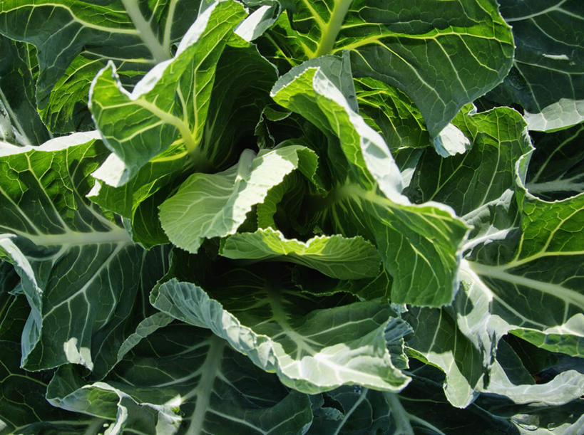 无人,农田,横图,俯视,室外,特写,白天,庄稼,农作物,美景,蔬菜,椰菜,卷心菜,叶子,新鲜,景观,食品,绿叶,食物,自然,嫩叶,甘蓝,景色,有机食品,绿色食品,自然风光,叶,叶片,结球甘蓝,甘兰,包心菜,彩图,高角度拍摄,耕地,庄稼田