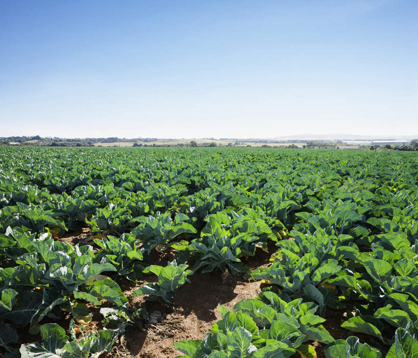 无人,农田,横图,室外,白天,正面,庄稼,农作物,美景,蔬菜,新鲜,地平线,景观,辽阔,生菜,莴苣,食品,地面,食物,排列,蓝色,蓝天,天空,自然,天,广阔,景色,有机食品,绿色食品,晴朗,一望无际,自然风光,延伸,万里无云,天地相交,春菜,鹅仔菜,莴仔菜,千金菜,叶用莴苣,摆列,无边无际,一马平川,晴空,晴空万里,彩图,耕地,庄稼田,布列,分列