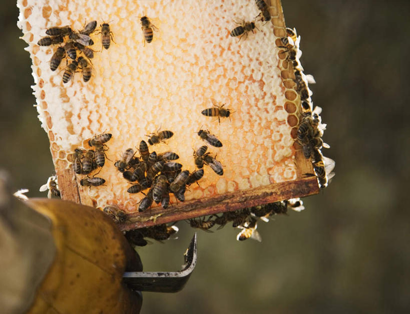 西方人,手,一个人,站,举,横图,室外,特写,白天,正面,工作服,制服,安全,植物,蜜蜂,欧洲,欧洲人,仅一个女性,仅一个人,握,朦胧,模糊,昆虫,蜂巢,蜂窝,墙,防护,拿,拿着,墙壁,墙面,树,树木,绿色,白色,自然,动物,手套,托,站着,仅一个中年女性,手部,握着,生长,成长,保护,单手,保险,益虫,保全,周全,安稳,安定,防护手套,工作制服,平安,女人,女性,中年女性,白种人,举起,举手,举着,向上举,向上伸,向上托,站立,半身,彩图,工作套服