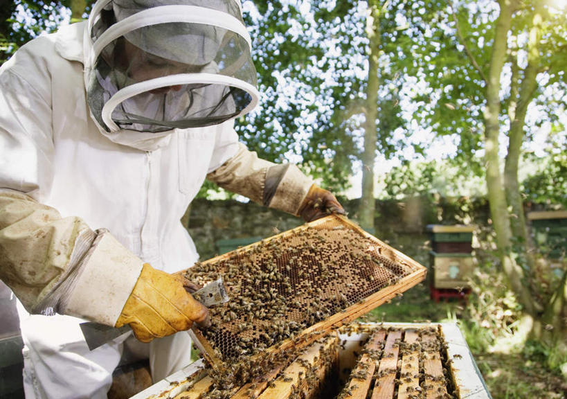 西方人,一个人,站,横图,室外,白天,侧面,工作服,制服,安全,植物,蜜蜂,欧洲,欧洲人,仅一个女性,仅一个人,握,昆虫,蜂巢,蜂窝,墙,防护,拿,拿着,注视,墙壁,墙面,树,树木,绿色,白色,自然,动物,手套,低头,观察,看,站着,仅一个中年女性,握着,生长,成长,观看,保护,察看,关注,保险,益虫,保全,周全,安稳,安定,防护手套,工作制服,平安,女人,女性,中年女性,白种人,站立,半身,彩图,工作套服