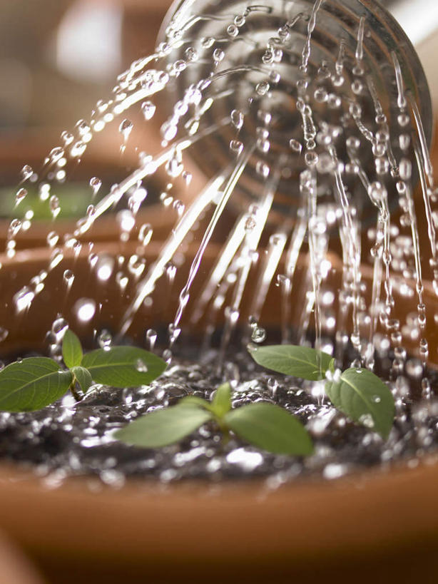 无人,竖图,俯视,室内,特写,白天,植物,叶子,飞溅,朦胧,模糊,溅,盆栽,纹理,液体,泥土,水滴,土壤,棕色,绿叶,盆景,花洒,莲蓬头,水珠,绿色,自然,嫩叶,生长,成长,喷洒,下降,降落,秧苗,喷雾头,肌理,降低,下跌,下落,叶,叶片,叶脉,彩图,高角度拍摄