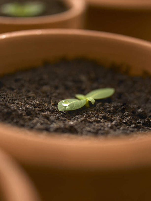 无人,竖图,俯视,室内,特写,白天,植物,叶子,朦胧,模糊,盆栽,纹理,泥土,土壤,棕色,绿叶,盆景,绿色,自然,嫩叶,生长,成长,秧苗,肌理,叶,叶片,叶脉,彩图,高角度拍摄