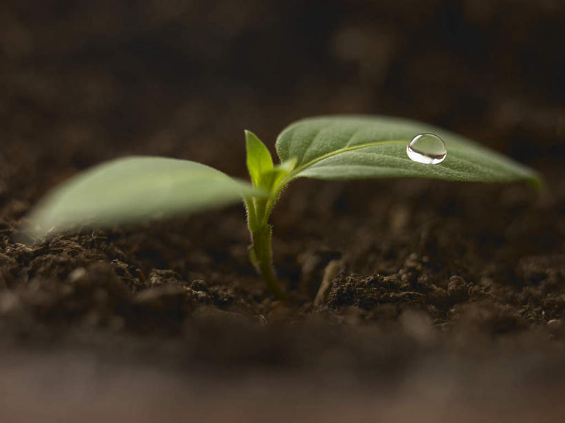 无人,横图,俯视,室内,特写,白天,水,植物,露水,叶子,朦胧,模糊,透明,盆栽,纹理,液体,泥土,水滴,土壤,棕色,绿叶,盆景,水珠,绿色,自然,露珠,嫩叶,生长,成长,生机,剔透,秧苗,肌理,灵动,通明,叶,叶片,叶脉,彩图,高角度拍摄,晶莹