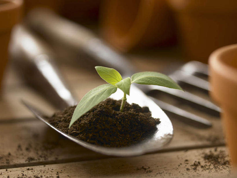 无人,横图,俯视,室内,特写,白天,植物,叶子,金属制品,朦胧,模糊,金属,铲子,盆栽,纹理,泥土,土壤,棕色,绿叶,盆景,绿色,自然,嫩叶,生长,成长,秧苗,肌理,叶,叶片,叶脉,彩图,高角度拍摄