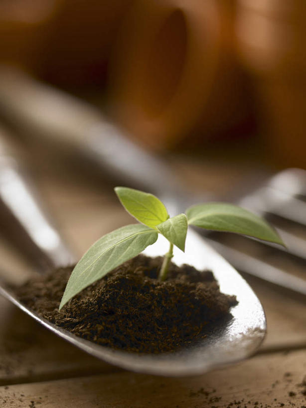 无人,竖图,俯视,室内,特写,白天,植物,叶子,金属制品,朦胧,模糊,金属,铲子,盆栽,纹理,泥土,土壤,棕色,绿叶,盆景,绿色,自然,嫩叶,生长,成长,秧苗,肌理,叶,叶片,叶脉,彩图,高角度拍摄