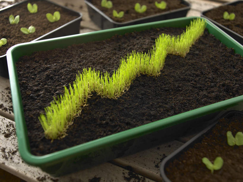 无人,横图,俯视,室内,特写,白天,数据,草地,植物,叶子,环保,朦胧,模糊,分析,曲线,盆栽,图表,纹理,泥土,土壤,棕色,绿叶,表格,盆景,草,绿色,自然,嫩叶,K线图,生长,能源,成长,统计,回收,折线,资源,指标,销售,目标,业绩,利用,折线图,低碳,循环,肌理,持续,K线,蜡烛图,叶,叶片,叶脉,彩图,高角度拍摄