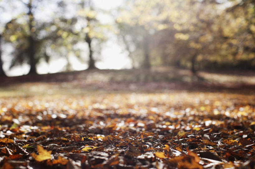 无人,横图,室外,特写,白天,正面,旅游,度假,草地,草坪,美景,秋季,植物,叶子,阴影,朦胧,模糊,光线,影子,景观,枯叶,落叶,娱乐,草,树,树木,绿色,阳光,自然,享受,休闲,景色,放松,生长,成长,自然风光,叶,叶片,秋,秋天,彩图