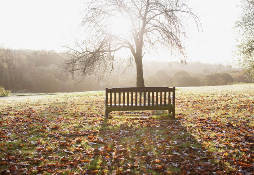 无人,农田,横图,室外,白天,正面,旅游,度假,庄稼,农作物,美景,植物,叶子,椅子,阴影,朦胧,模糊,光线,影子,木椅,景观,枯叶,落叶,娱乐,树,树木,绿色,阳光,自然,享受,休闲,景色,放松,生长,成长,自然风光,叶,叶片,彩图,耕地,庄稼田