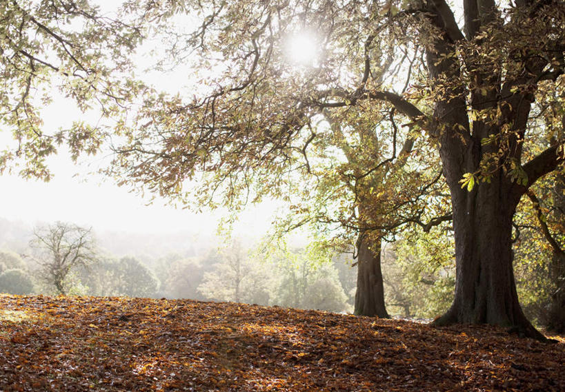 无人,农田,横图,室外,白天,正面,旅游,度假,庄稼,农作物,美景,植物,叶子,阴影,朦胧,模糊,光线,影子,景观,枯叶,落叶,娱乐,树,树木,绿色,阳光,自然,享受,休闲,景色,放松,生长,成长,自然风光,叶,叶片,彩图,耕地,庄稼田