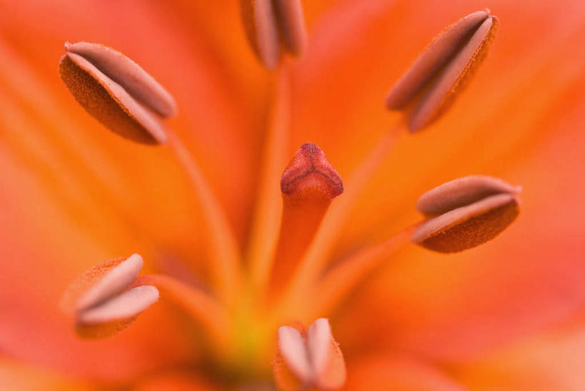 无人,横图,俯视,室外,特写,白天,微距,美景,百合花,朦胧,模糊,盛开,景观,花蕾,花,花瓣,花朵,鲜花,一朵,红色,自然,花苞,花蕊,景色,自然风光,强瞿,百合蒜,倒仙,番韭,山丹,彩图,高角度拍摄,微距摄影