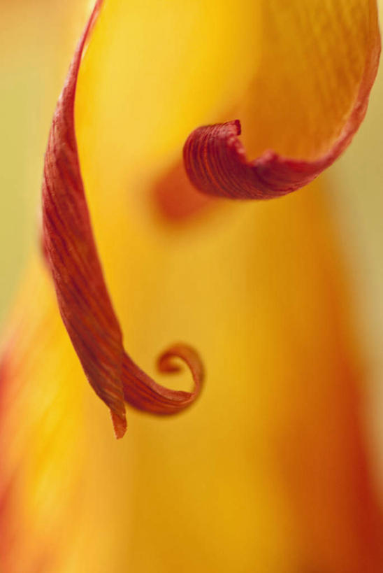 无人,竖图,室外,特写,白天,正面,微距,爱情,美景,郁金香,朦胧,模糊,盛开,景观,祝福,花蕾,花,花瓣,花朵,鲜花,一朵,黄色,自然,花苞,花蕊,景色,表白,自然风光,荣誉,永恒,郁香,洋荷花,草麝香,彩图,微距摄影