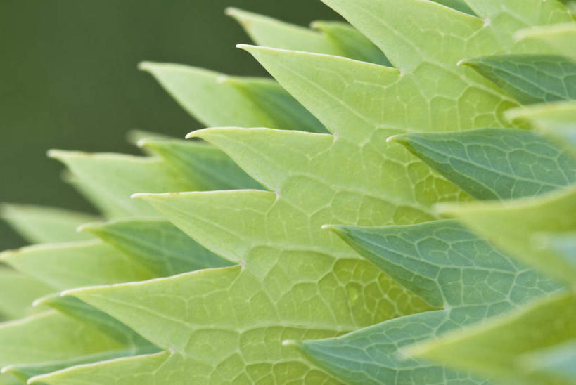 无人,横图,室外,特写,白天,正面,美景,植物,叶子,一排,朦胧,模糊,整齐,纹理,景观,绿叶,排列,绿色,自然,嫩叶,景色,队列,自然风光,肌理,叶,叶片,叶脉,彩图
