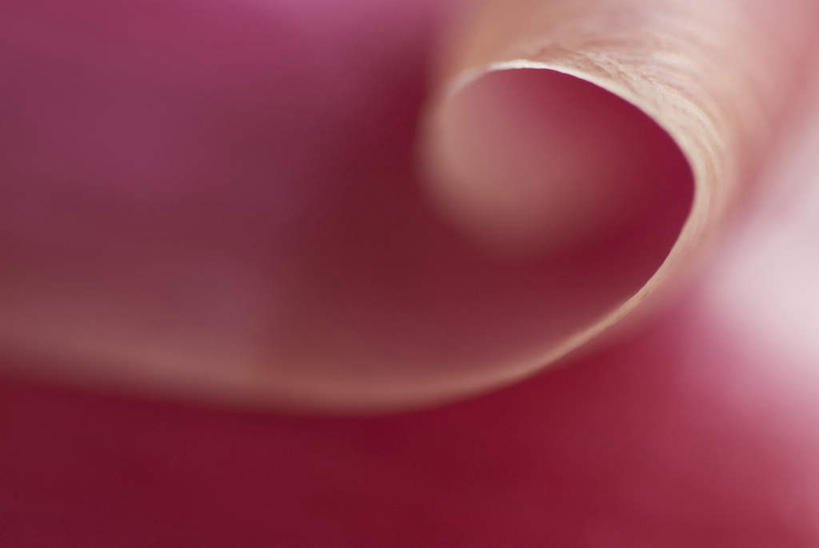 无人,横图,室外,特写,白天,正面,微距,爱情,美景,郁金香,朦胧,模糊,盛开,景观,祝福,花蕾,花,花瓣,花朵,鲜花,一朵,红色,自然,花苞,花蕊,景色,表白,自然风光,荣誉,永恒,郁香,洋荷花,草麝香,彩图,微距摄影