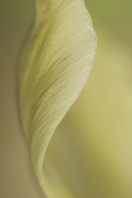 无人,竖图,室外,特写,白天,正面,微距,爱情,美景,郁金香,朦胧,模糊,盛开,景观,祝福,花蕾,花,花瓣,花朵,鲜花,一朵,自然,花苞,花蕊,景色,表白,自然风光,荣誉,永恒,郁香,洋荷花,草麝香,彩图,微距摄影