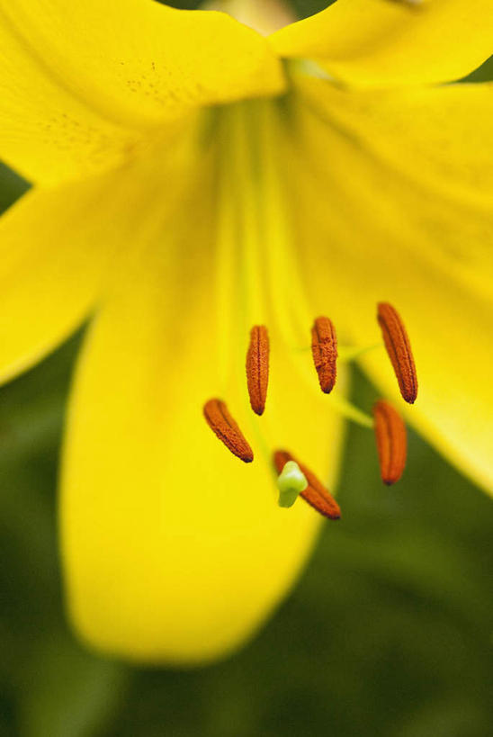 无人,竖图,室外,特写,白天,正面,微距,美景,百合花,朦胧,模糊,盛开,景观,花蕾,花,花瓣,花朵,鲜花,一朵,黄色,自然,花苞,花蕊,景色,自然风光,强瞿,百合蒜,倒仙,番韭,山丹,彩图,微距摄影