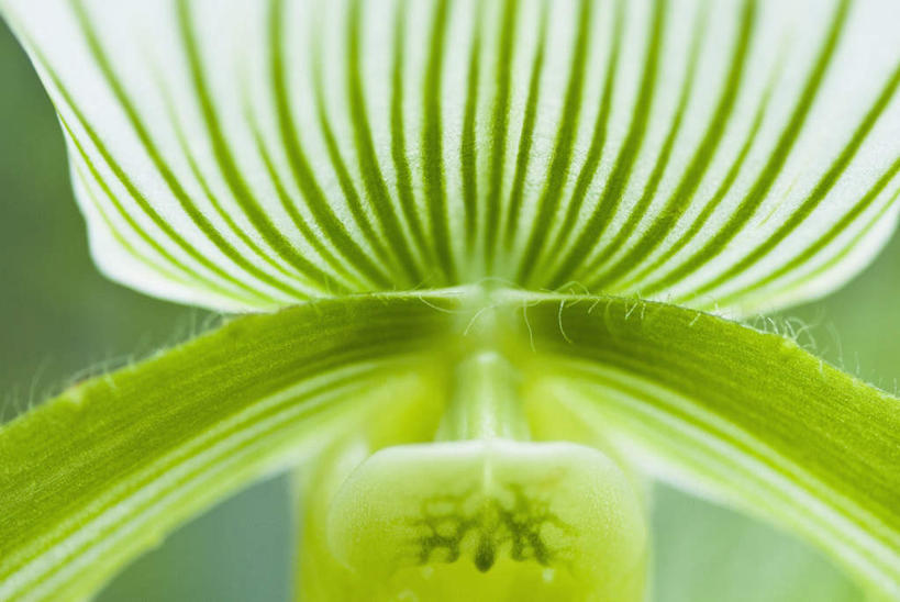 无人,横图,俯视,室外,特写,白天,微距,美景,朦胧,模糊,盛开,景观,花蕾,花,花瓣,花朵,鲜花,一朵,绿色,自然,花苞,花蕊,景色,高雅,自然风光,淡泊,花中君子,兰花,彩图,高角度拍摄,微距摄影