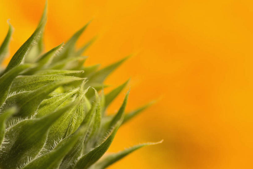 无人,横图,室外,特写,白天,正面,微距,爱情,幸福,美景,太阳,向日葵,朦胧,模糊,盛开,景观,花蕾,花,花瓣,花朵,鲜花,一朵,黄色,自然,花苞,花蕊,景色,自然风光,光辉,沉默,忠诚,勇敢,投缘,爱慕,高傲,朝阳花,葵花,望日莲,向阳花,转日莲,彩图,微距摄影