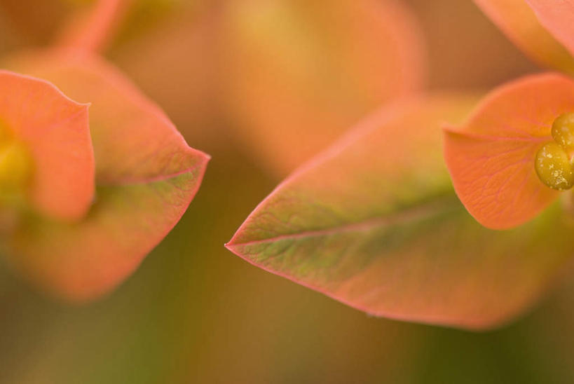 无人,横图,室外,特写,白天,正面,微距,美景,植物,叶子,朦胧,模糊,纹理,景观,绿叶,草药,药草,中药,红色,自然,嫩叶,蓟,景色,自然风光,药材,中草药,中药材,本草,大蓟,肌理,刺蓟,山萝卜,叶,叶片,叶脉,彩图,微距摄影