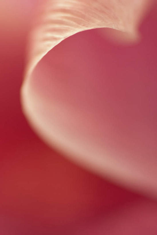 无人,竖图,室外,特写,白天,正面,微距,爱情,美景,郁金香,朦胧,模糊,盛开,景观,祝福,花蕾,花,花瓣,花朵,鲜花,一朵,红色,自然,花苞,花蕊,景色,表白,自然风光,荣誉,永恒,郁香,洋荷花,草麝香,彩图,微距摄影