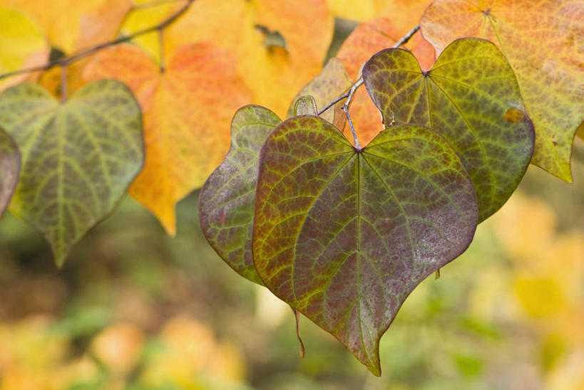 无人,横图,室外,特写,白天,正面,美景,植物,叶子,朦胧,模糊,景观,枯叶,落叶,树,树木,绿色,自然,景色,生长,成长,自然风光,叶,叶片,彩图