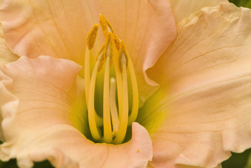 无人,横图,俯视,室外,特写,白天,微距,美景,百合花,朦胧,模糊,盛开,景观,花蕾,花,花瓣,花朵,鲜花,一朵,黄色,自然,花苞,花蕊,景色,自然风光,强瞿,百合蒜,倒仙,番韭,山丹,彩图,高角度拍摄,微距摄影