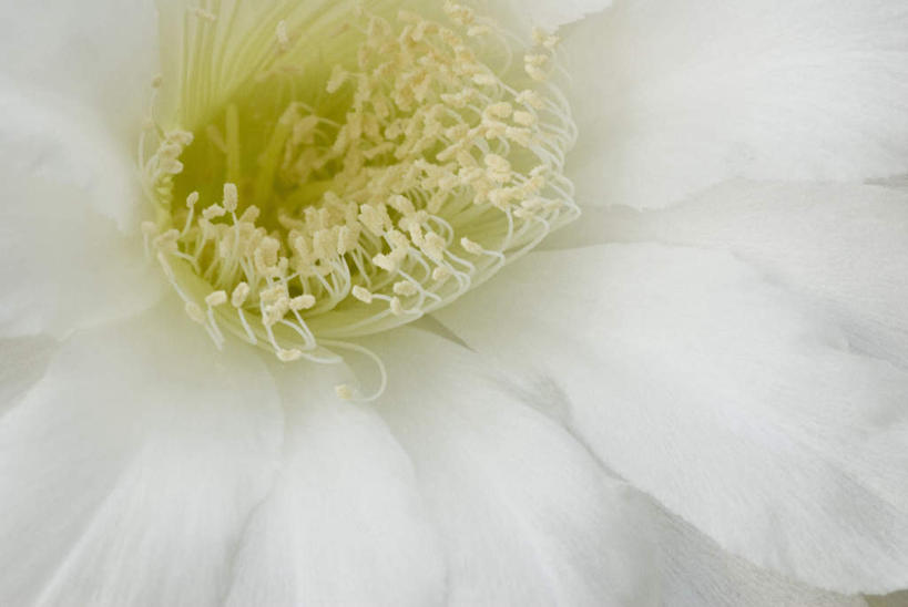 无人,横图,室外,特写,白天,正面,微距,美景,植物,仙人掌,朦胧,模糊,盛开,火焰,景观,草药,花蕾,中药,花,花瓣,花朵,鲜花,一朵,白色,自然,花苞,花蕊,景色,自然风光,药材,中草药,中药材,本草,牛舌头,玉芙蓉,仙巴掌,火掌,霸王树,彩图,微距摄影,圆桶仙人掌