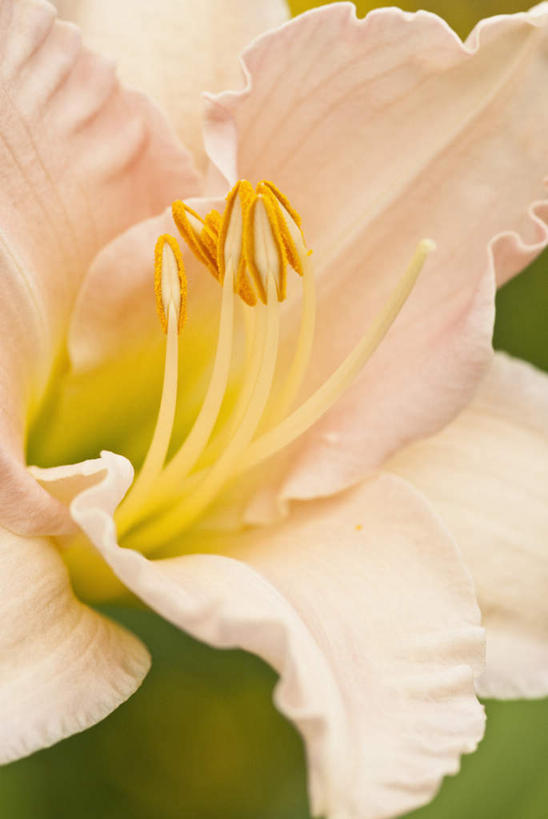 无人,竖图,室外,特写,白天,正面,微距,美景,百合花,朦胧,模糊,盛开,景观,花蕾,花,花瓣,花朵,鲜花,一朵,黄色,自然,花苞,花蕊,景色,自然风光,强瞿,百合蒜,倒仙,番韭,山丹,彩图,微距摄影