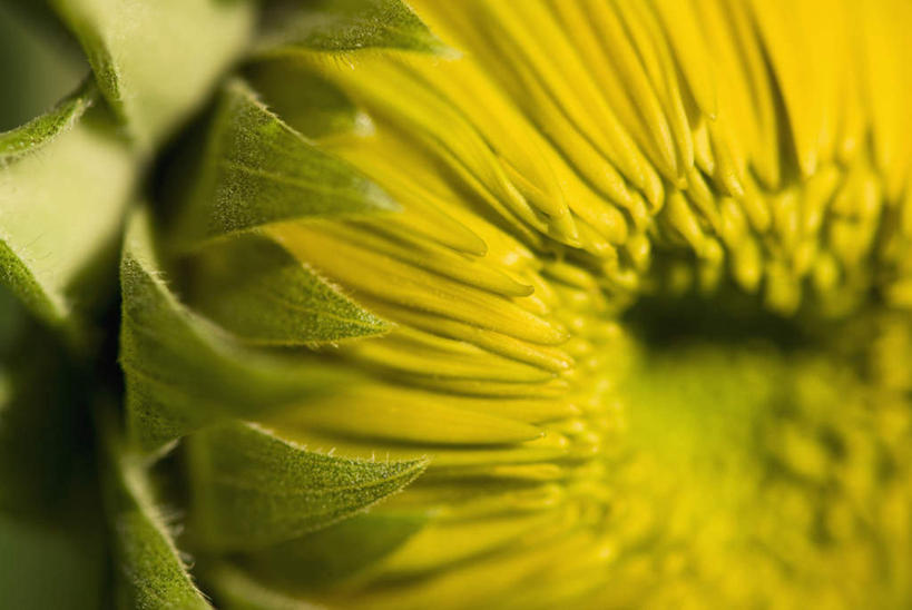 无人,横图,室外,特写,白天,正面,微距,爱情,幸福,美景,太阳,向日葵,朦胧,模糊,盛开,景观,花蕾,花,花瓣,花朵,鲜花,一朵,黄色,自然,花苞,花蕊,景色,自然风光,光辉,沉默,忠诚,勇敢,投缘,爱慕,高傲,朝阳花,葵花,望日莲,向阳花,转日莲,彩图,微距摄影