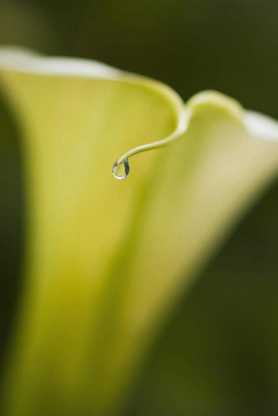 无人,竖图,室外,特写,白天,正面,微距,纯洁,美景,水,露水,马蹄莲,朦胧,模糊,盛开,透明,液体,景观,水滴,花蕾,水珠,花,花瓣,花朵,鲜花,虔诚,一朵,自然,露珠,花苞,花蕊,景色,生机,希望,优雅,高贵,剔透,自然风光,纯净,马蹄兰,博爱,永恒,尊贵,高洁,慈菇花,灵动,通明,圣洁,水芋,水芋马,彩图,微距摄影,晶莹