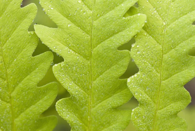 无人,横图,室外,特写,白天,正面,美景,水,植物,露水,叶子,一排,朦胧,模糊,整齐,透明,纹理,液体,景观,水滴,绿叶,三片,水珠,排列,绿色,自然,露珠,嫩叶,景色,生机,队列,剔透,自然风光,肌理,灵动,通明,叶,叶片,叶脉,彩图,晶莹