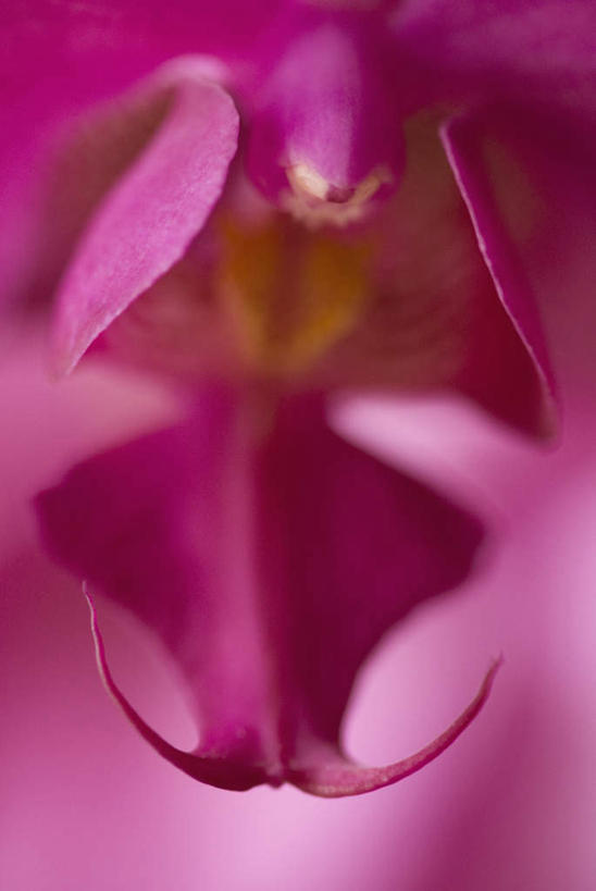 无人,竖图,室外,特写,白天,正面,微距,美景,朦胧,模糊,盛开,景观,花蕾,花,花瓣,花朵,鲜花,一朵,红色,自然,花苞,花蕊,景色,高雅,自然风光,淡泊,花中君子,兰花,彩图,微距摄影