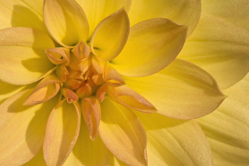 无人,横图,俯视,室外,特写,白天,微距,美景,朦胧,模糊,盛开,景观,大丽花,花蕾,花,花瓣,花朵,鲜花,一朵,黄色,自然,花苞,花蕊,菊花,景色,大理花,自然风光,大丽菊,富丽,大方,彩图,高角度拍摄,微距摄影