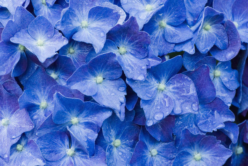 无人,横图,室外,特写,白天,正面,微距,骄傲,美景,八仙花,朦胧,模糊,盛开,景观,花蕾,花,花瓣,花朵,鲜花,蓝色,自然,花苞,花蕊,绣球花,景色,紫阳花,洋绣球,自然风光,草绣球,斗球,七变化,粉团花,善变,彩图,微距摄影