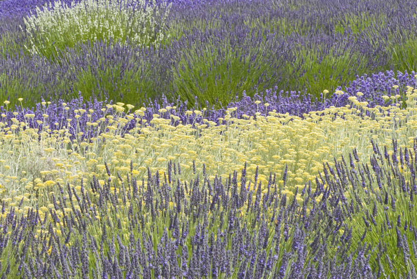 无人,横图,室外,白天,正面,爱情,旅游,度假,花海,花圃,美景,植物,叶子,华盛顿,美国,盛开,景观,浪漫,花蕾,娱乐,花,花瓣,花朵,花卉,鲜花,绿色,自然,香草,花丛,花束,花田,花苞,花蕊,薰衣草,享受,休闲,景色,放松,北美,北美洲,自然风光,美洲,呼吸,华盛顿州,常绿之州,常青州,灵香草,黄香草,北亚美利加洲,亚美利加洲,奇迹,彩图
