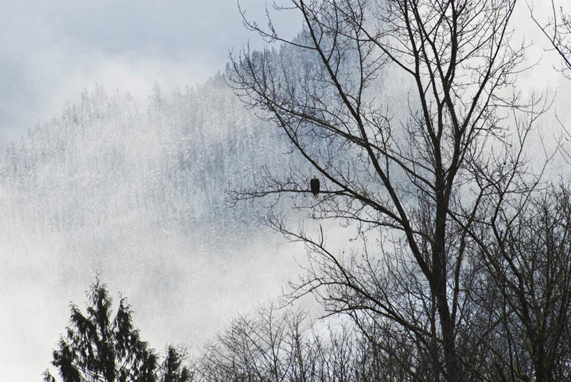 无人,站,横图,室外,白天,仰视,旅游,度假,石头,美景,森林,山,山脉,树林,植物,雾,鸟,野生动物,华盛顿,美国,朦胧,模糊,鸟类,石子,景观,山顶,山峰,山峦,娱乐,树,树木,一只,绿色,自然,动物,群山,站着,享受,休闲,景色,放松,生长,成长,迷雾,北美,北美洲,自然风光,美洲,白头鹰,凶猛,华盛顿州,沉积岩,海雕,白头海雕,常绿之州,常青州,北亚美利加洲,亚美利加洲,美洲雕,颠峰,极峰,水成岩,残暴,凶残,石块,岩石,大雾,站立,彩图,低角度拍摄,全身