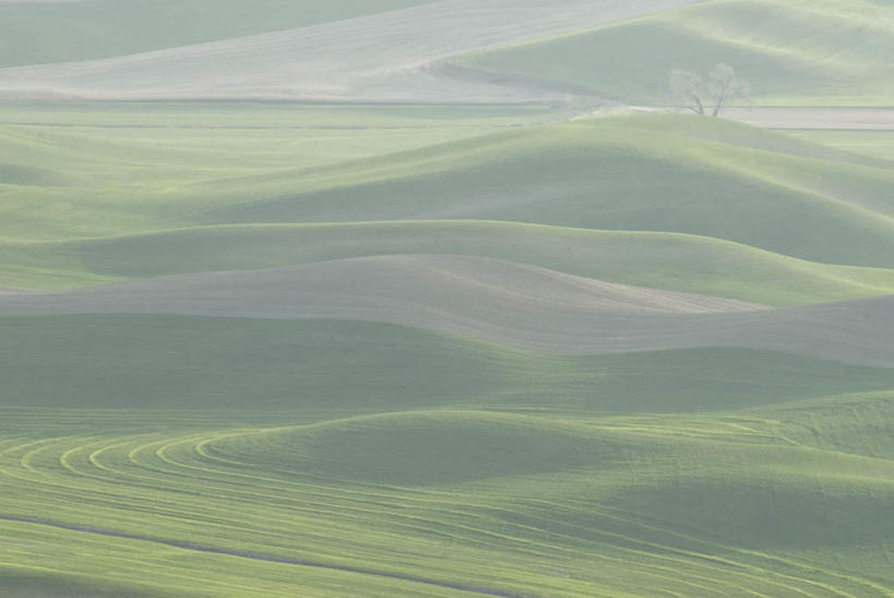 无人,农田,横图,俯视,航拍,室外,白天,旅游,度假,庄稼,农作物,草地,草坪,石头,美景,山,山脉,植物,雾,华盛顿,美国,朦胧,模糊,石子,景观,山顶,山峰,山峦,娱乐,草,绿色,自然,群山,享受,休闲,景色,放松,迷雾,北美,北美洲,鸟瞰,自然风光,美洲,华盛顿州,沉积岩,常绿之州,常青州,北亚美利加洲,亚美利加洲,颠峰,极峰,水成岩,石块,岩石,大雾,彩图,高角度拍摄,耕地,庄稼田