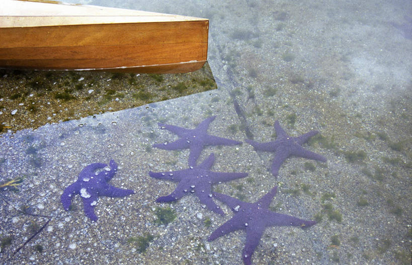 无人,横图,俯视,室外,白天,旅游,度假,海浪,海洋,美景,船,海星,加拿大,五个,许多,景观,浪花,木船,娱乐,海洋生物,紫色,自然,海水,动物,交通工具,享受,休闲,生物,景色,放松,北美,舟,北美洲,自然风光,载具,美洲,海景,北亚美利加洲,亚美利加洲,卑诗省,不列颠哥伦比亚,不列颠哥伦比亚省,棘皮动物门,大海,风浪,海,海水的波动,近岸浪,涌浪,星鱼,彩图,高角度拍摄,全身