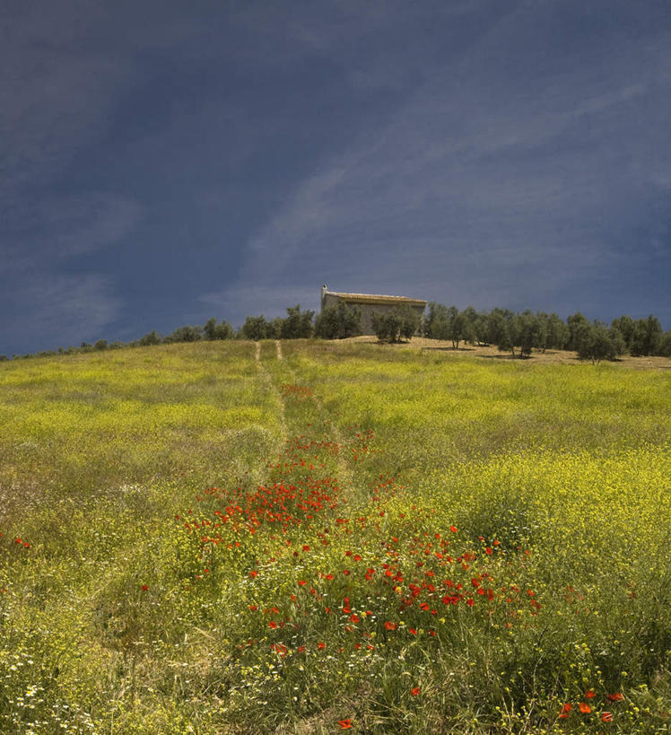 无人,竖图,室外,白天,仰视,旅游,度假,草地,草坪,花海,花圃,石头,美景,山,山脉,植物,罂粟,叶子,西班牙,欧洲,阴影,盛开,光线,石子,影子,景观,山顶,山峰,云,云朵,草药,山峦,花蕾,云彩,娱乐,安达卢西亚,中药,草,花,花瓣,花朵,花卉,鲜花,树,树木,红色,蓝色,绿色,白云,蓝天,天空,阳光,自然,花丛,花束,花田,群山,天,花苞,花蕊,享受,休闲,景色,放松,生长,晴朗,成长,毒品,南欧,自然风光,安达鲁西亚,药材,中草药,沉积岩,中药材,本草,西班牙王国,止痛,镇静,安眠,红罂粟,安达卢西亚自治区,颠峰,极峰,水成岩,石块,岩石,晴空,罂粟花,彩图,低角度拍摄