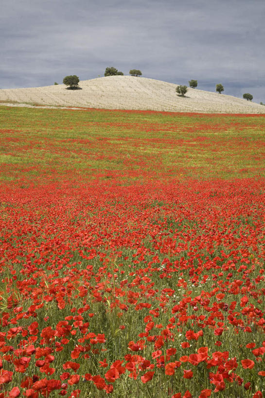 无人,竖图,室外,白天,仰视,旅游,度假,草地,草坪,花海,花圃,石头,美景,山,山脉,植物,罂粟,叶子,西班牙,欧洲,阴影,盛开,光线,石子,影子,景观,山顶,山峰,云,云朵,草药,山峦,花蕾,云彩,娱乐,安达卢西亚,中药,草,花,花瓣,花朵,花卉,鲜花,树,树木,红色,蓝色,绿色,白云,蓝天,天空,阳光,自然,花丛,花束,花田,群山,天,花苞,花蕊,享受,休闲,景色,放松,生长,晴朗,成长,毒品,南欧,自然风光,安达鲁西亚,药材,中草药,沉积岩,中药材,本草,西班牙王国,止痛,镇静,安眠,红罂粟,安达卢西亚自治区,颠峰,极峰,水成岩,石块,岩石,晴空,罂粟花,彩图,低角度拍摄