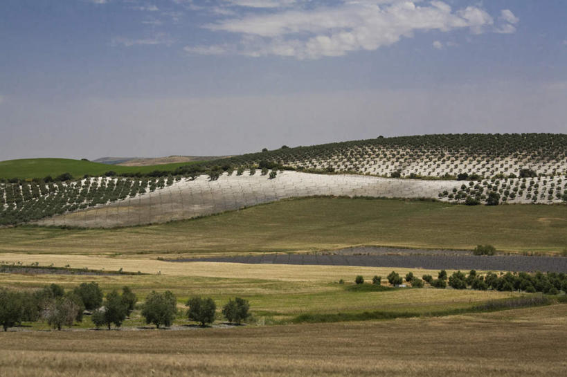 无人,果园,横图,俯视,室外,白天,旅游,度假,石头,美景,山,山脉,田园,植物,水果,西班牙,欧洲,阴影,新鲜,光线,石子,影子,景观,山顶,山峰,云,云朵,生食,食品,果实,果树,山峦,云彩,娱乐,安达卢西亚,树,树木,食物,蓝色,绿色,白云,蓝天,天空,阳光,自然,群山,天,享受,休闲,景色,放松,有机食品,绿色食品,生长,晴朗,成长,南欧,自然风光,安达鲁西亚,沉积岩,田庄,西班牙王国,橄榄树,安达卢西亚自治区,颠峰,极峰,齐墩果,油橄榄,园子,水成岩,石块,岩石,晴空,彩图,高角度拍摄