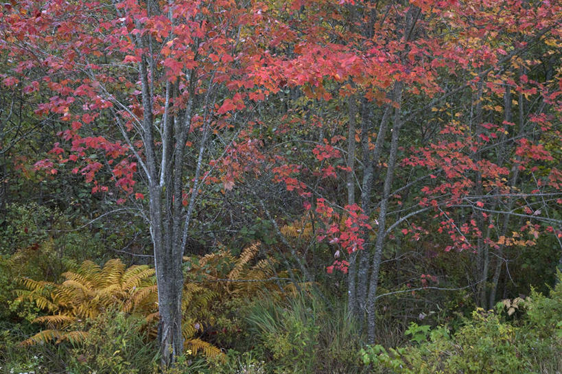 无人,横图,室外,白天,正面,旅游,度假,美景,森林,树林,植物,叶子,景观,绿叶,娱乐,树,树木,红色,绿色,自然,享受,休闲,嫩叶,景色,放松,生长,成长,自然风光,叶,叶片,彩图