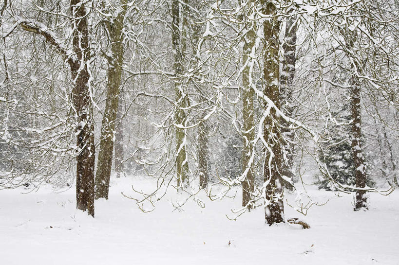 无人,横图,室外,白天,正面,旅游,度假,美景,森林,树林,雪,植物,大雪,英国,欧洲,积雪,景观,雪景,冬季,冬天,娱乐,树,树木,绿色,自然,享受,休闲,景色,放松,寒冷,生长,成长,西欧,自然风光,大不列颠,大不列颠及北爱尔兰联合王国,严寒,大不列颠联合王国,日不落英帝国,彩图