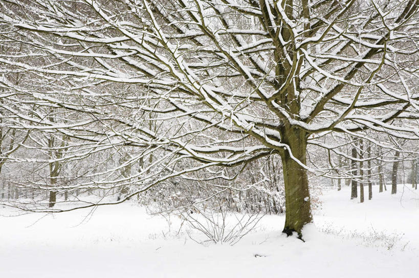 无人,横图,室外,白天,正面,旅游,度假,美景,森林,树林,雪,植物,大雪,英国,欧洲,积雪,景观,雪景,冬季,冬天,娱乐,树,树木,绿色,自然,享受,休闲,景色,放松,寒冷,生长,成长,西欧,自然风光,大不列颠,大不列颠及北爱尔兰联合王国,严寒,大不列颠联合王国,日不落英帝国,彩图