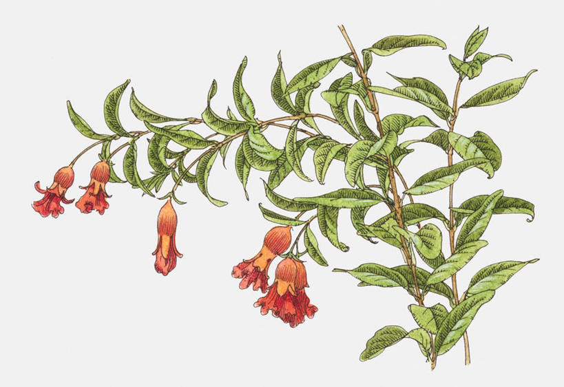 绿色,工艺品,花苞,花蕊,品味,嫩叶,美术,水彩,水彩画,高雅,灯笼花