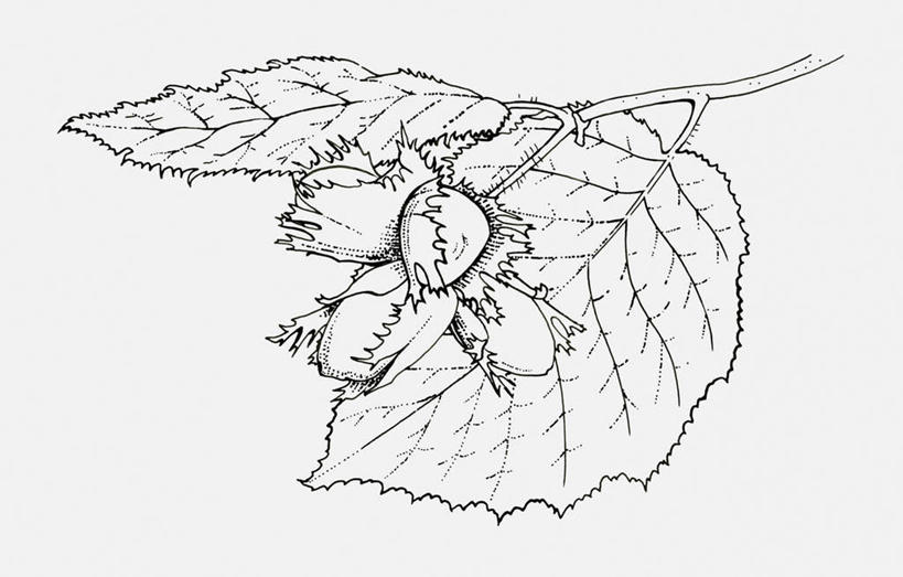 无人,横图,黑白,插画,室内,白天,白色背景,正面,数码,科技,植物,叶子