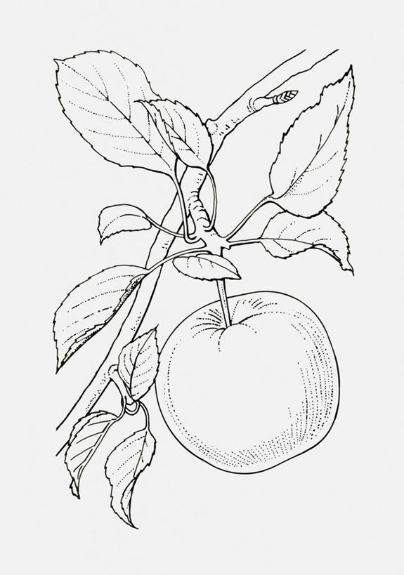 黑白,插画,室内,白天,白色背景,正面,数码,科技,植物,苹果,水果,叶子
