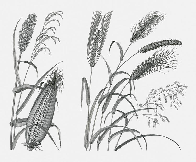 插画,合成图