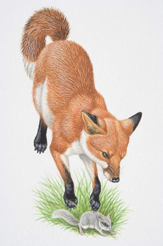 竖图,插画,室内,白天,白色背景,正面,数码,科技,草地,草坪,植物,狐狸