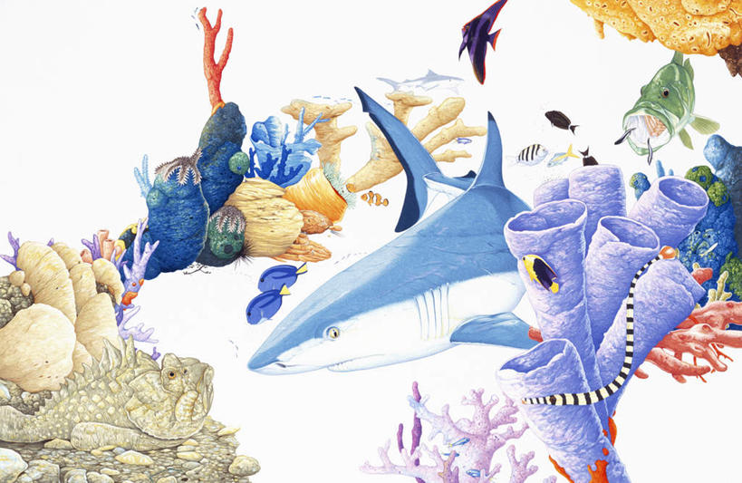 数码合成图,合成图,水生动物,海产品,水生物,凶猛,漫画,海底动物,海底